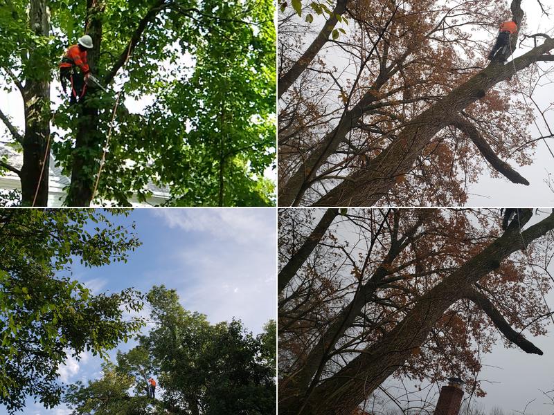 Rubio's Tree Service
