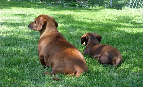 Sunny Daze Turf Pros