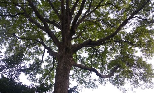 Elite Tree Service, Inc