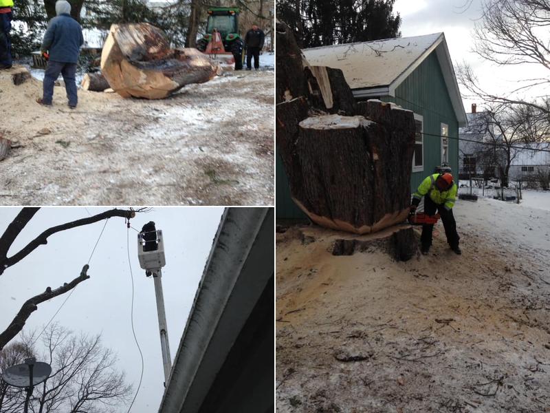 Bluewater Tree Service