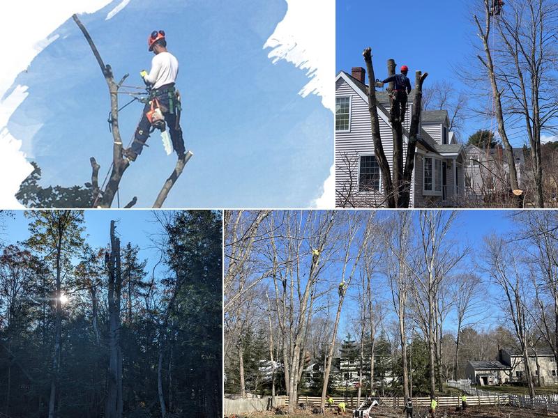 Chinchilla Tree Services, LLC