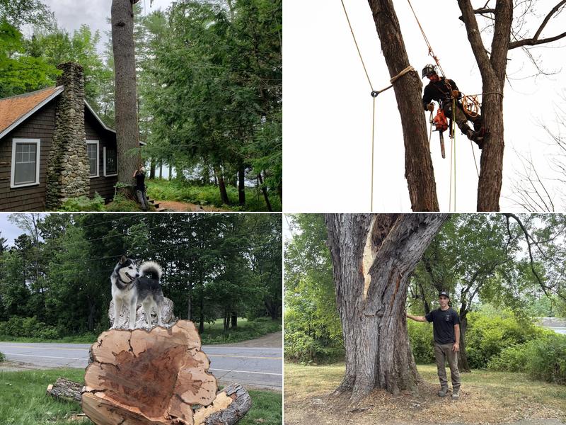 Bergeron Tree Experts