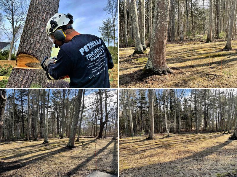 Petrella Tree Service, LLC
