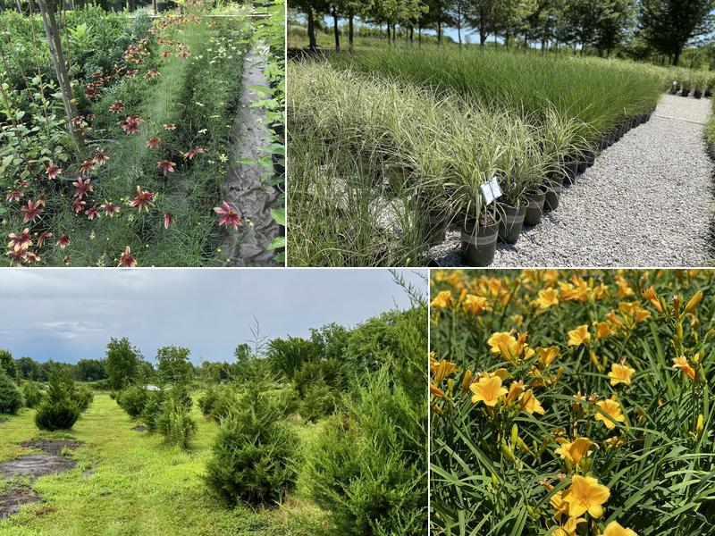 Serenity Landscape Design - Tree Farm/Nursery