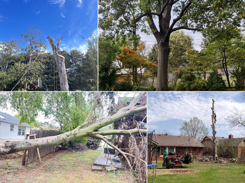 Phillips tree removal