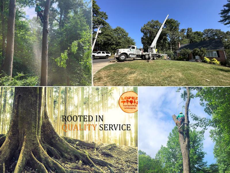 Lopez Tree Services