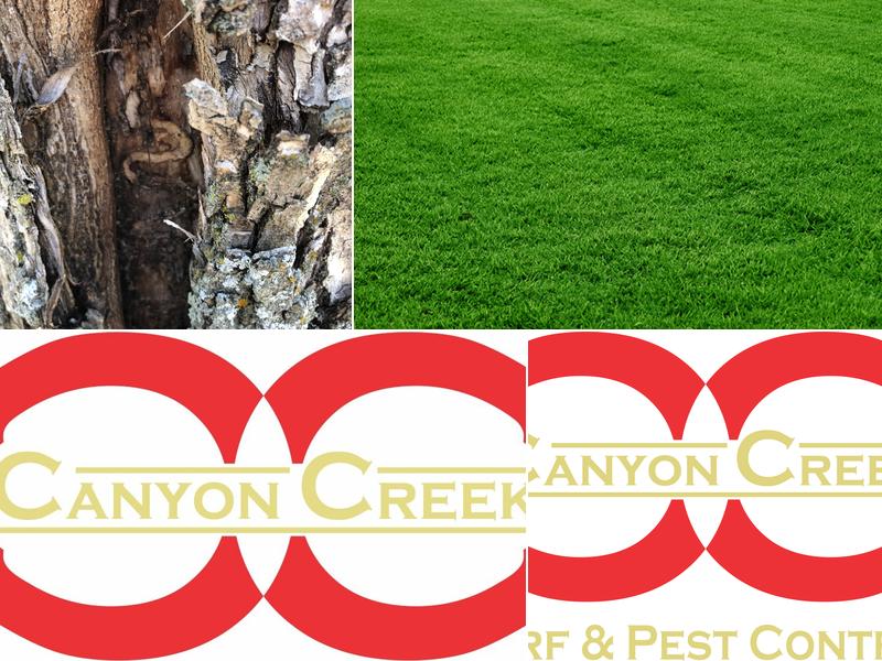 Canyon Creek Tree Care & Pest Control