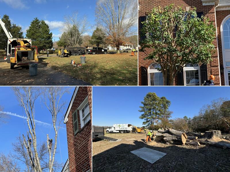 LPZ Tree Solutions, LLC