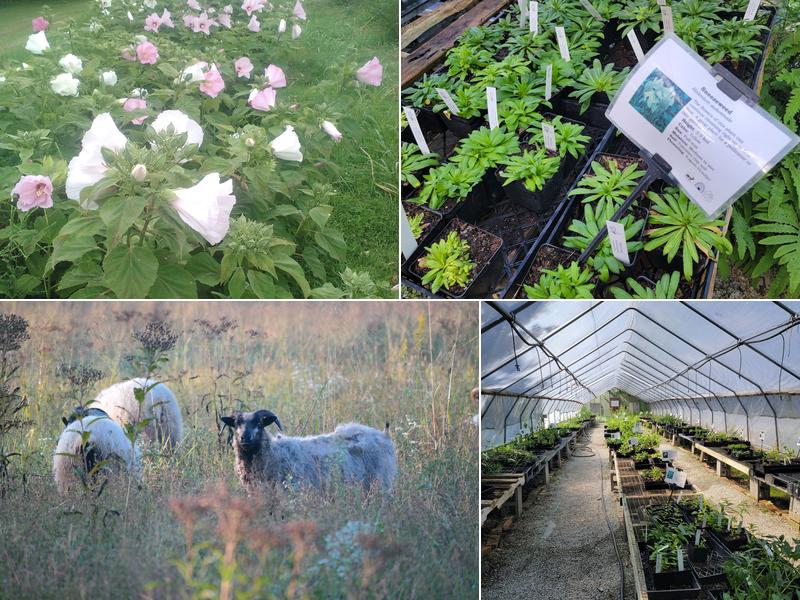 Dropseed Native Plant Nursery