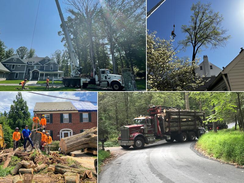 Alfaros Tree Experts