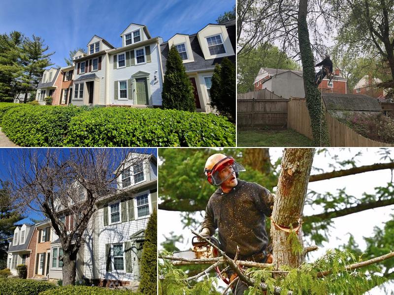 Shifflett Tree Service