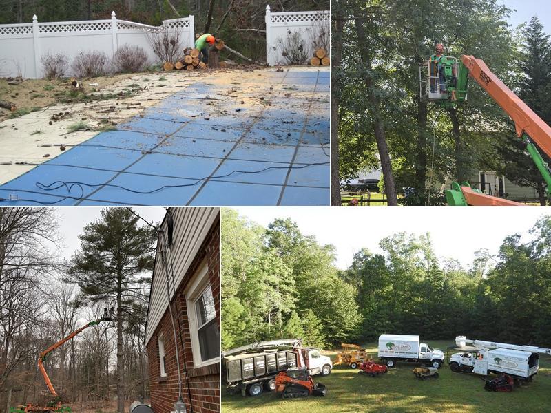 Real Tree-Tree Service