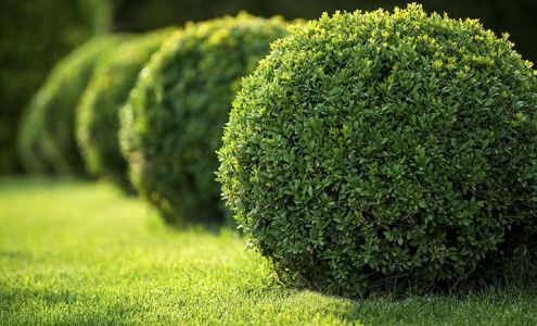 Martinez Landscaping Services --- Landscaping service in Clinton MD