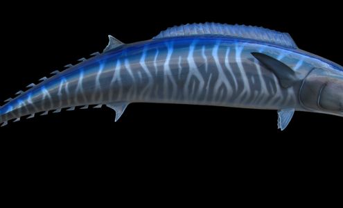 Wahoo Lawn Care Newark