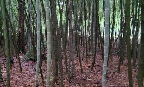 Bamboo Company Nursery