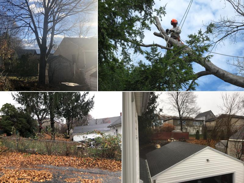 McCarthy Tree Service, Inc.