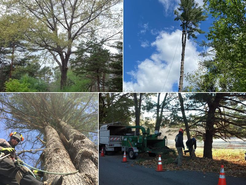 Emerald Tree Experts LLC