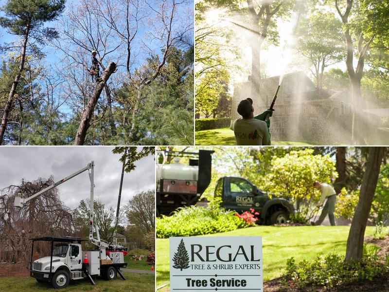 Regal Tree and Shrub Experts, LLC
