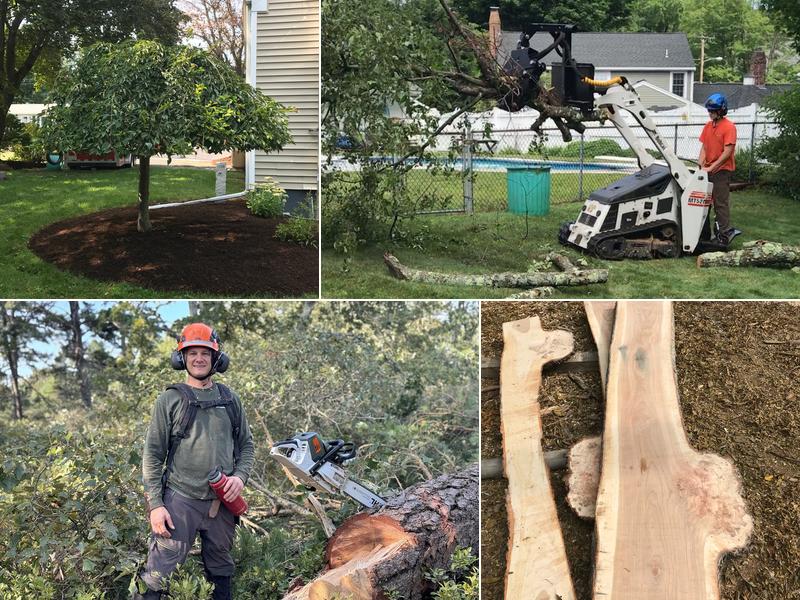 J.D. Pasquale tree service “Arborist”