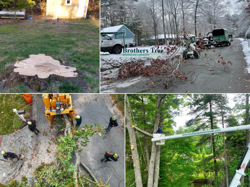 Brothers Tree Services & Landscape