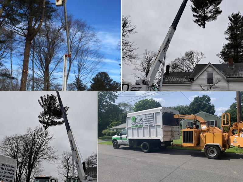 Aplus tree service