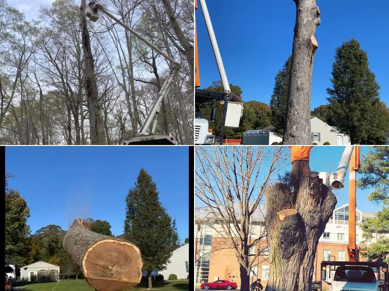 Sharp Lawn & Tree Inc