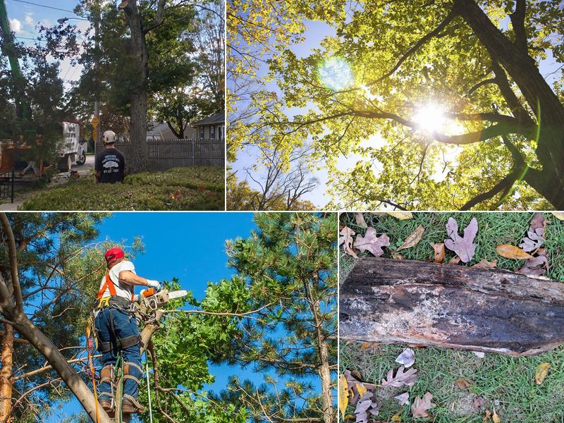 Warwick Tree Service Inc