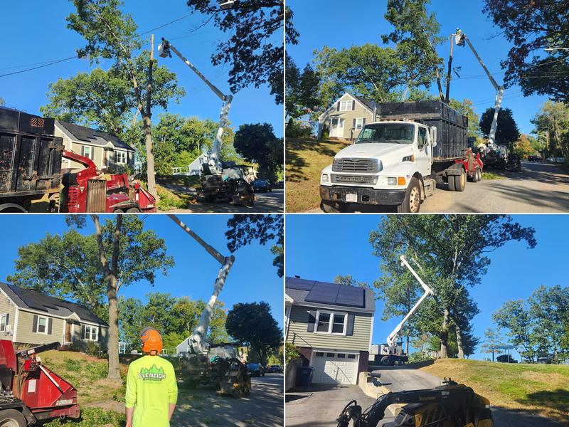 Elevation Tree Service