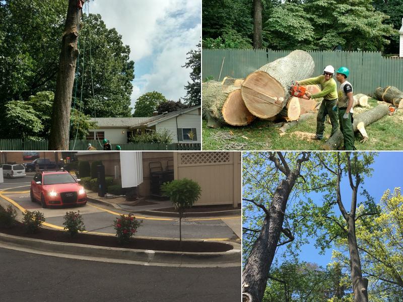 Maldonado's Tree Service Gaithersburg
