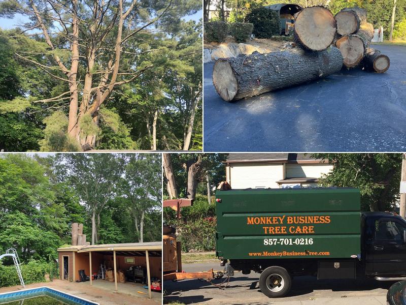 Monkey Business Tree Care, LLC