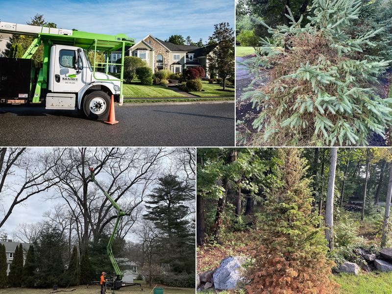 SavATree - Tree Service & Lawn Care