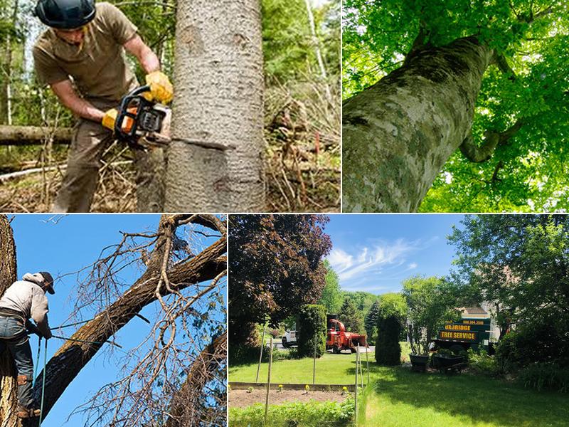 Uxbridge Tree Service