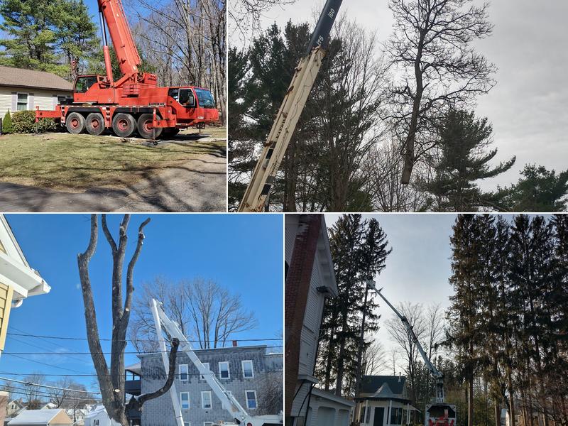 Jacoby Tree Services Inc | Tree Removal & Trimming