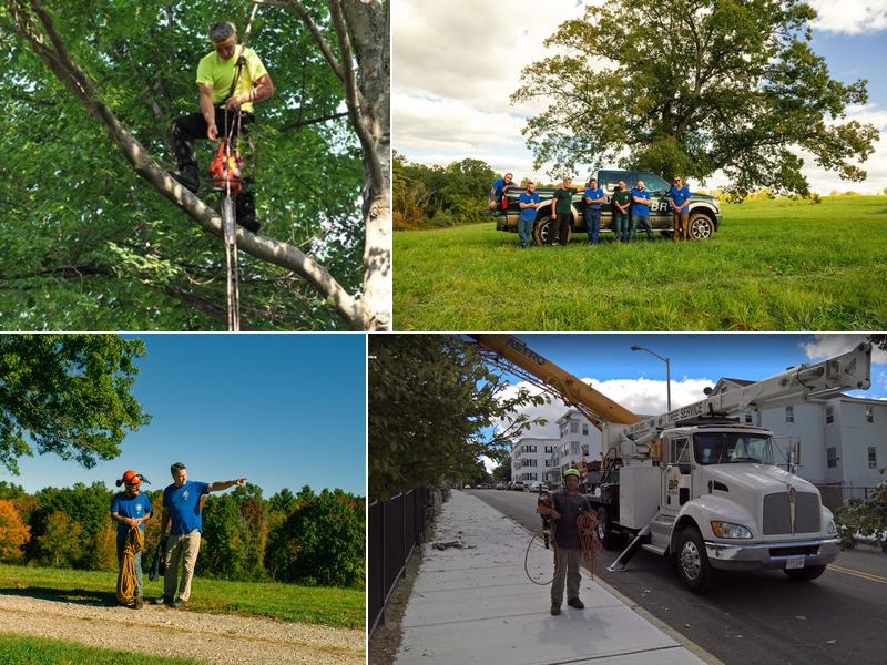 B&R Tree Service