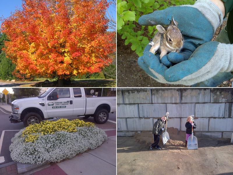 Forever Green Lawn & Landscape