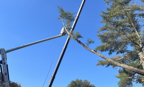 Cape Home Tree Service, Inc. 180 Lincoln Rd, Hyannis Massachusetts 02601