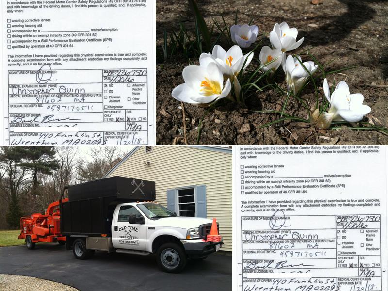 Old Time Tree Cutter