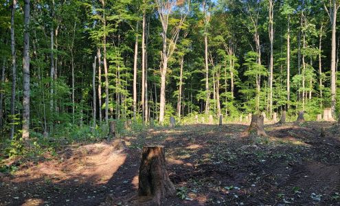 Lata Tree Service 9625 Merrimac Rd, Mancelona Michigan 49659