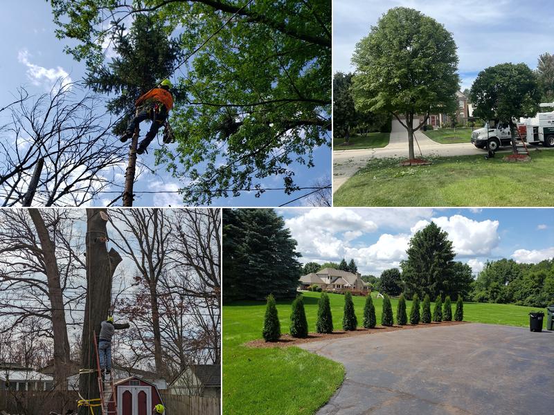 Godoy's Tree Services