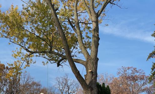 Lopez tree and Landscape Services