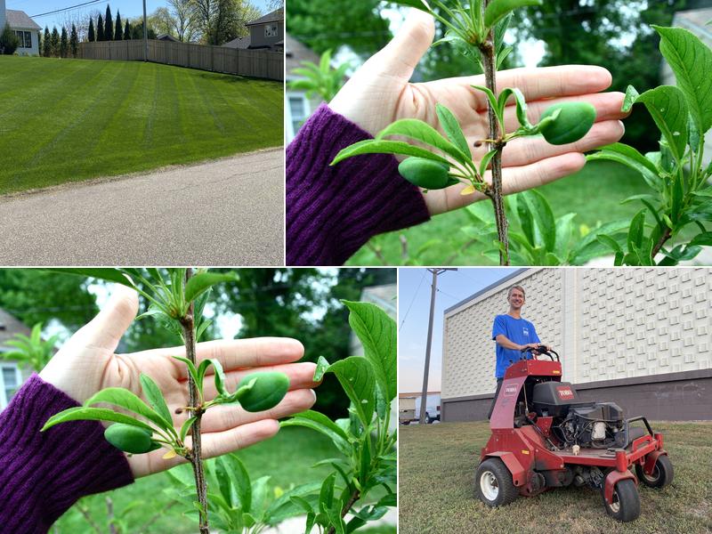 Peterson Lawn Services