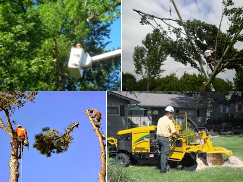 Metro Tree & Stump Service
