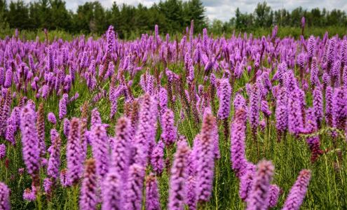 Prairie Restorations Inc 31646 128th St NW, Princeton Minnesota 55371