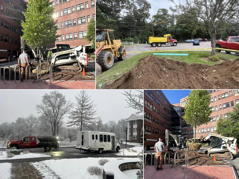 Towne Tree & Landscaping