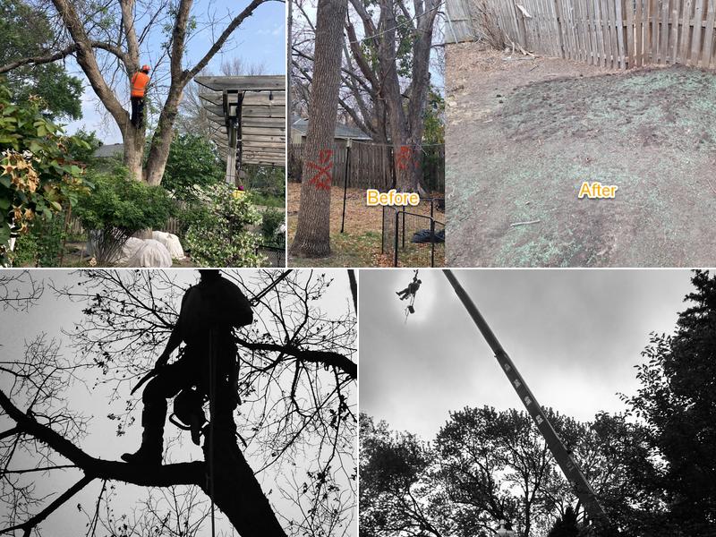 Precision Landscape & Tree