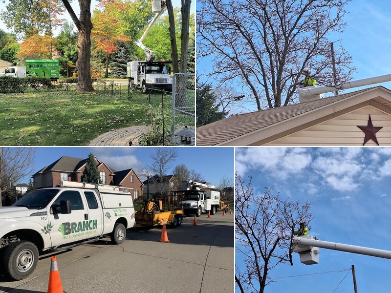 Branch Tree Service and Landscaping