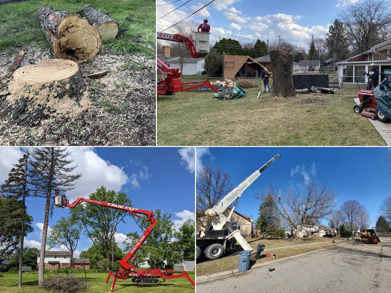 True Cut Tree Care Service