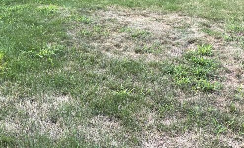 Down To Earth Lawn Spray