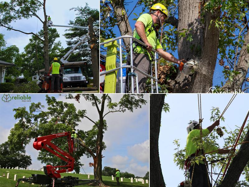 Reliable Tree Care and Removal