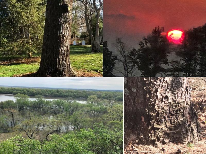 RLB Tree Service LLC